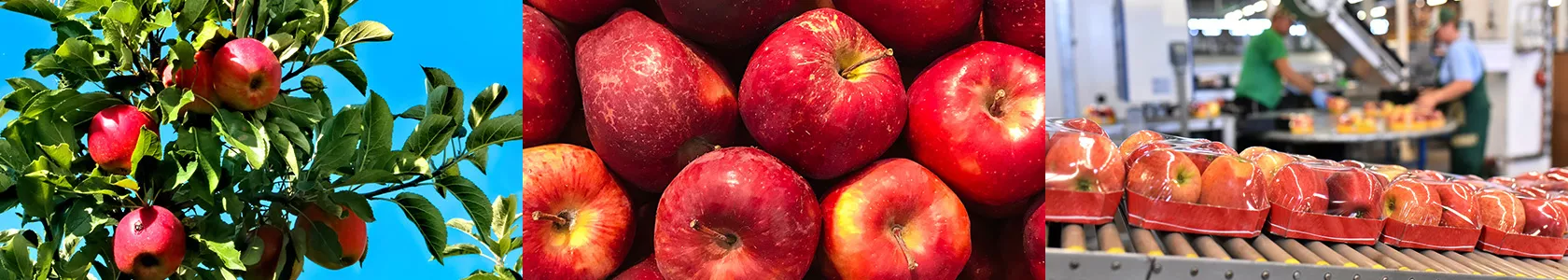 Apple processing and packaging flow